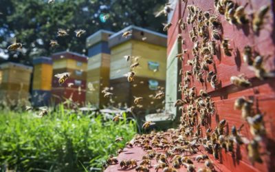 5495-Ontdek de fascinerende wereld van honingbijen en de basisprincipes van de bijenteelt