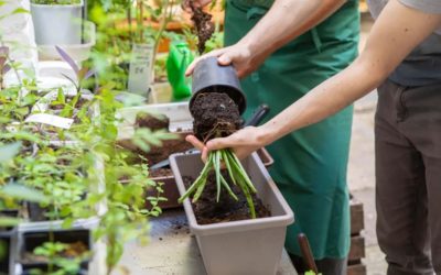 6411-Composez votre jardinière de plantes médicinales