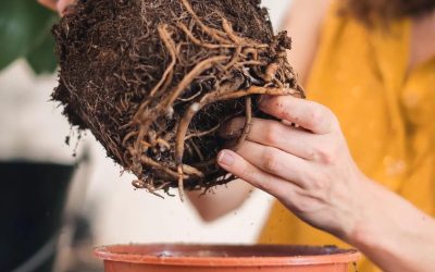 13416-Learn how to care for plants with Audrey