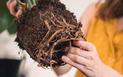 13416-Apprenez à prendre soin des plantes avec Audrey