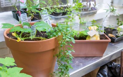 6414-Discover botany and foraging during a walk in the city